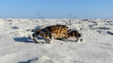 夏天，一只棕色的<strong>螃蟹</strong>在<strong>沙滩</strong>上伪装