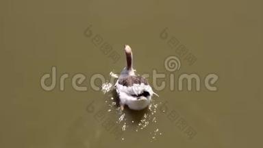 亚洲家鹅品种在阴暗的池塘游泳