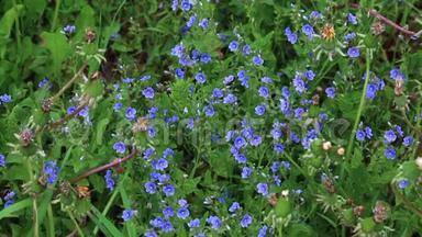 蓝色的小花在绿色草地上的许多植物中生长。