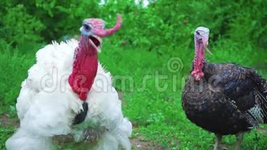 白黑火鸡同时发声，火鸡发声，<strong>鸟鸣</strong>.. 活得漂亮的火鸡。 土耳其代表