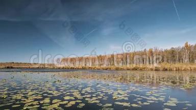 白俄罗斯<strong>生物圈</strong>保护区贝雷辛斯基。 秋天的风景与湖塘河和美丽的桦林在另一个