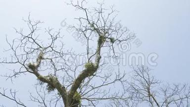 令人难以置信的扭曲树在国家公园<strong>奇特</strong>万，尼泊尔。