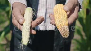 农夫正拿着两个不同的玉米芯在一个玉米地里，检查一个玉米作物