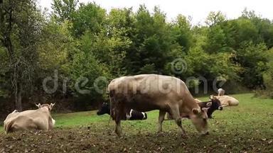 美丽的牛<strong>站</strong>在草地农场的田野上<strong>饲养</strong>。 外面的牛