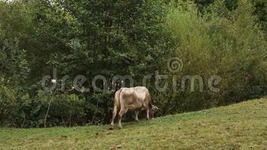 美丽的牛站在草地农场的田野上饲养。 外面的牛