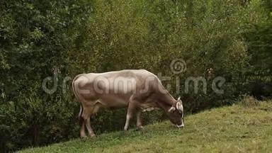 美丽的牛<strong>站</strong>在草地农场的田野上<strong>饲养</strong>。 外面的牛