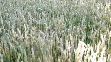 麦田。 成熟小麦、黑麦或其他谷物植物<strong>的</strong>耳朵，<strong>在田野上</strong>随风摆动。 富<strong>的</strong>概念