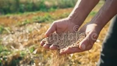 农民手中的粮食在田野的背景下，小麦通过人的手指浇灌