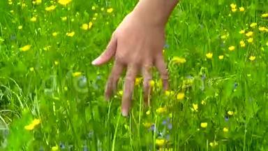 年轻女子手忙脚乱地跑过绿色的野草场，触摸野花特写.. 高清视频镜头拍摄