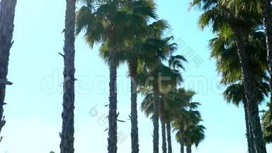 一排长长的棕榈树映衬着一片蓝天，柔和的焦点，模糊的背景..