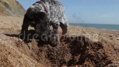 狗在英国海滩<strong>挖洞</strong>
