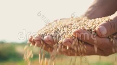 <strong>农民</strong>手中的<strong>粮食</strong>在田野的背景下，小麦通过人的手指浇灌