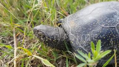 欧洲池塘海龟或欧洲池塘的细节在草地上，把头藏在贝壳里。