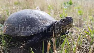 欧洲池塘海龟或欧洲池塘的细节在草地上，把头藏在贝壳里。