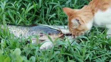 搞笑漂亮<strong>惊艳</strong>可爱的红白猫在红领吃鲜鱼在户外，阳光明媚的夏日好日子..