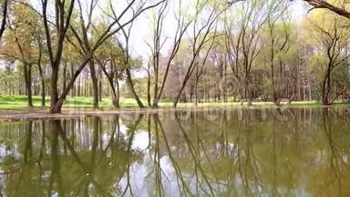 美丽的夏季景观，树倒映在湖中，季节变换，晴天，夏季公园，4k，慢动作