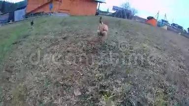 小鸡在草地上奔跑