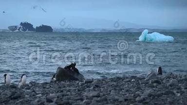 海豹在水中央的一块大岩石上玩耍。 安德列夫。