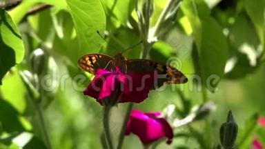 夏日花园-一个生活区和颤抖。 蝴蝶在一朵花上。