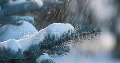 雪落在云杉上，雪落在森林中的松枝上。 慢动作。 一枝云杉在阳光明媚的冬日里