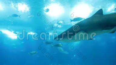 鲨鱼和黄貂鱼在阳光下游泳的视频