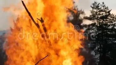 冒烟的树木用水扑灭消防员。 森林火灾
