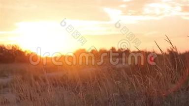 五彩缤纷的夕阳在田野里，风在夕阳下搅动着草地