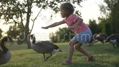 日落时分，小女孩和大雁在草地上玩耍
