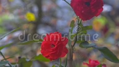 在花园中<strong>盛开</strong>的<strong>红玫瑰</strong>与闪烁的剪影