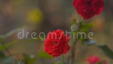 花园中的大风刮红玫瑰花瓣对剪影