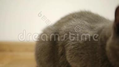 灰猫，俄罗斯蓝色品种坐在棕色地板的层叠镶木
