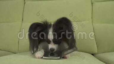 狗狗狗狗狗躺在沙发上，正在客厅里研究智能手机的库存录像