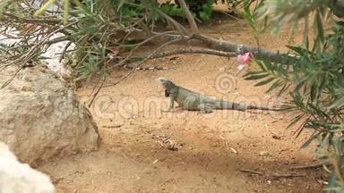 <strong>可爱</strong>的蜥蜴靠近绿色植物。 阿鲁巴岛。 <strong>奇妙</strong>的自然背景。