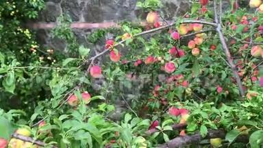 有机梅树，有许多成熟的红色果实。