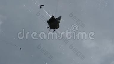亚洲一片灰蒙蒙的天空，被捕到网里的鸽子剪影