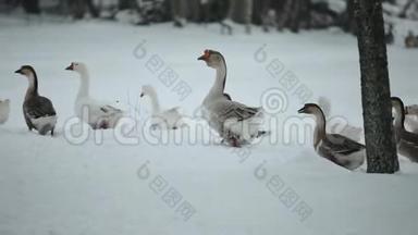 一<strong>群</strong>家鹅在雪地里走在户外寻找草和食物。 美丽的特写纪录片