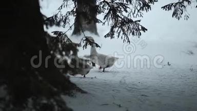 一群家鹅在雪地里走在户外寻找草和食物。 美丽的特写纪录片