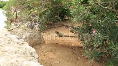 可爱的蜥蜴靠近绿色植物。 阿鲁巴岛。 奇妙的自然背景。
