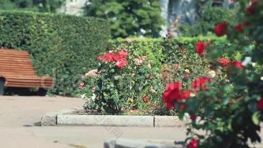 城市广场上美丽的粉色红玫瑰.. 阳光明媚的夏日，微风，动感的场景，色调的视频