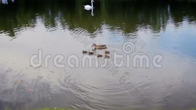 鸭妈妈和小鸭子在湖上游泳的慢动作视频