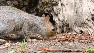 东灰松鼠、角木松鼠觅食和进食