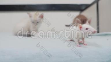 小黑条纹两只小猫在玩猎鼠游戏。 有趣的罕见视频小猫和一只老鼠在床上奔跑。 猫猫