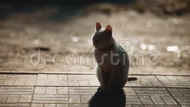 夏天在人行道上猫的剪影。 白猫坐户外剪影阳光生活方式
