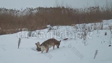 混种狗狗狗在冰冻的<strong>河流</strong>上的芦苇附近散步，雾蒙蒙的多云天气在<strong>河流</strong>附近的森林里。 慢慢