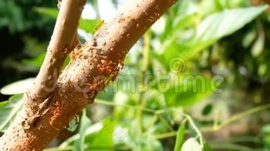 树枝上小红蚂蚁的特写镜头