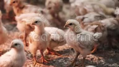 许多雏鸡在家禽养殖场叽叽喳喳地叫着，跑着玩着