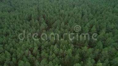 立陶宛的森林。 靠近立陶宛首都维尔纽斯的青松林。