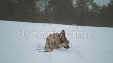 这条狗躺在冰冻的河边的雪地上，雾蒙蒙的天气在河边的森林里，冬天，慢