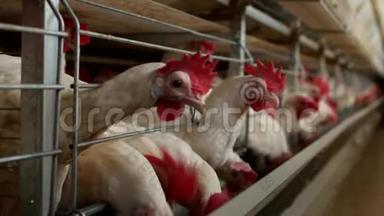养鸡的家禽养殖场，鸡蛋经过运输，鸡和蛋，<strong>制造厂</strong>
