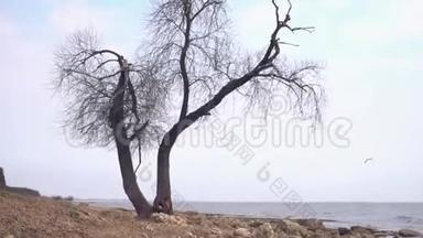 孤独的老树在海边。 录像。 在一片<strong>阴云密布</strong>、阴雨绵绵的海滩上，孤独干燥的树干